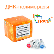 Полимеразы TransGen