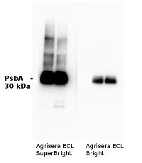 AS16 ECL-SN-10 (1).jpg