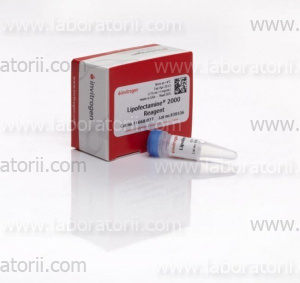 Lipofectamine 2000