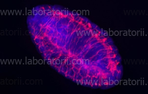 Микроскоп Axio Zoom.V16, изображение 3