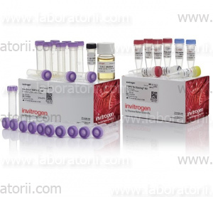 Набор TOPO® TA Cloning® Dual Promoter Invitrogen
