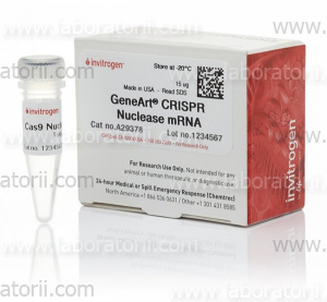 Нуклеаза мРНК GeneArt CRISPR