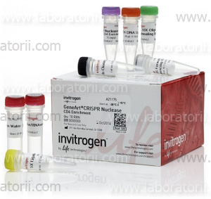 Набор GeneArt CRISPR Nuclease Vector with CD4 Enrichment Kit