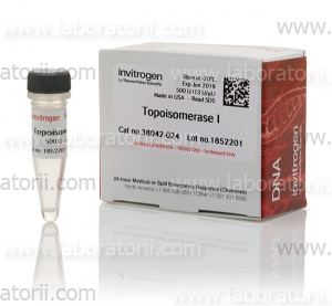 Топоизомераза I (Topoisomerase I)