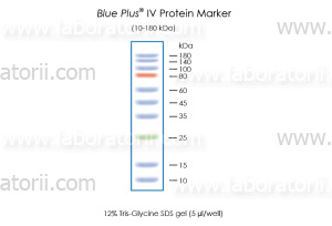 Маркер белковый Blue Plus IV, 10 - 180 кДа, в буфере для нанесения на гель, изображение 2