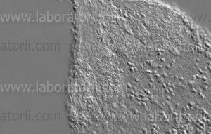 Микроскоп Axio Imager 2 для биологии, изображение 4