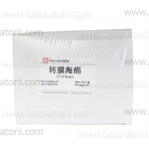Бумага для переноса белков Western Blot, 7 x 9 см