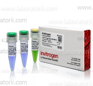 Маркер ДНК E-Gel 96 High Range