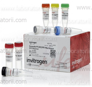 Набор GeneArt™ CRISPR Nuclease Vector with OFP Reporter Kit