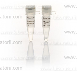 Эндонуклеаза IV из E. coli (Endo IV)